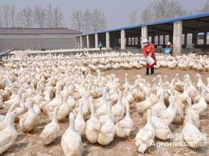 宣城多措并舉推進(jìn)禁養(yǎng)區(qū)畜禽養(yǎng)殖企業(yè)搬遷安置