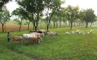 洪澇過后畜禽防疫指南 保障養(yǎng)殖安全與健康恢復(fù)