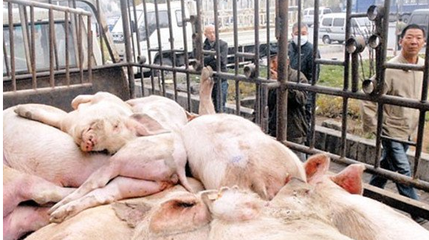 箱式密封自卸式恒溫?zé)o害化處理車 畜禽處理設(shè)備的價(jià)格解析與選購(gòu)指南